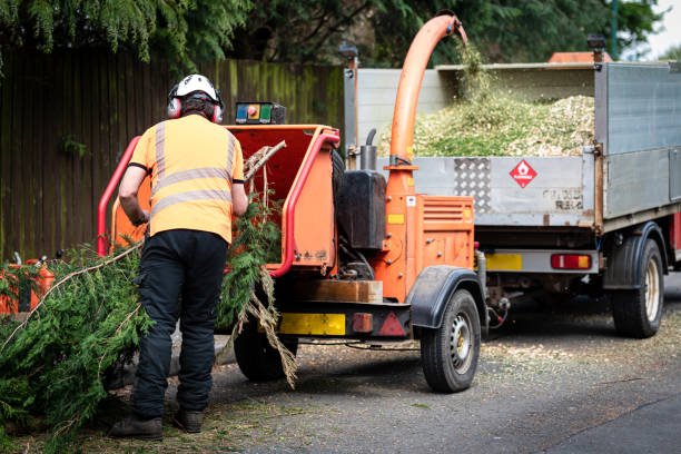 South Houston, TX Tree Care Services Company