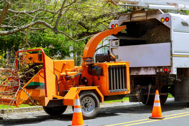 Best Storm Damage Tree Cleanup  in South Houston, TX