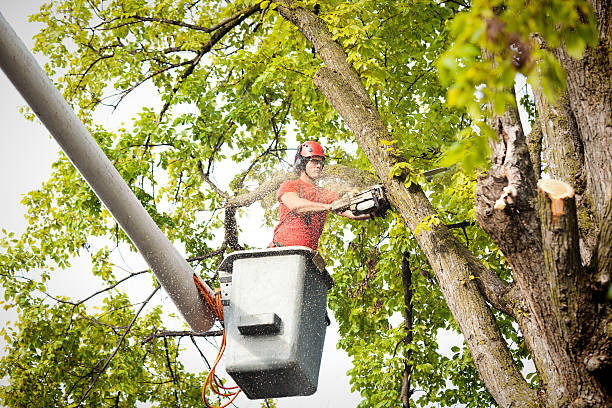 Best Tree Trimming and Pruning  in South Houston, TX